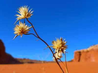 Фото растений пустыни: воплощение силы и выживания