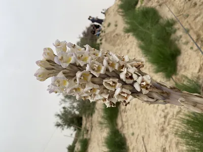 Удивительные изображения растений пустыни: встреча с природным мастерством