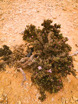 Фотографии растений пустыни: живая палитра пустынных цветов