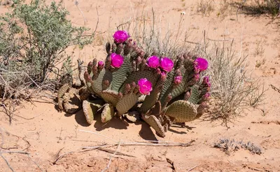 Фотографии растений пустыни в формате PNG