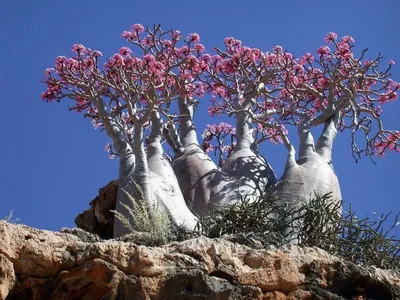 Картинки растений пустыни: вдохновение от природы