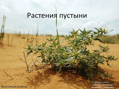 Загадочные растения пустыни: фотографии, которые впечатляют