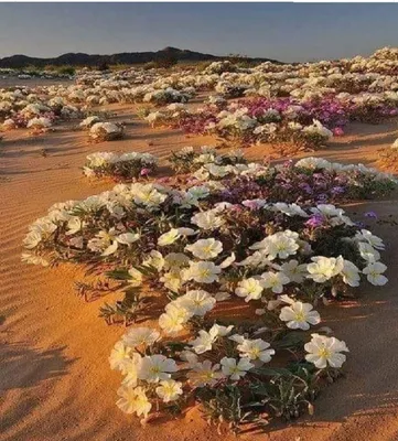Фото растений пустыни: красота в непривычных условиях