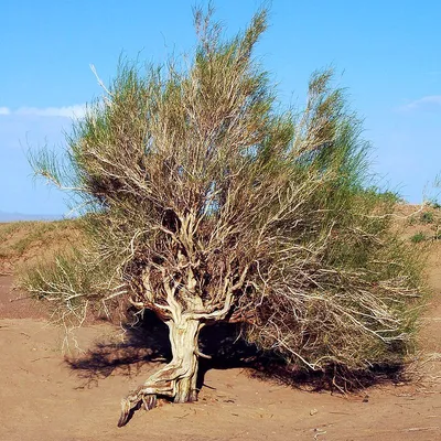 Фотографии растений пустыни: уникальные кадры природы