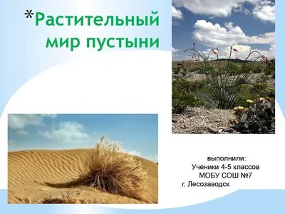 Изображения растений пустыни в формате WebP