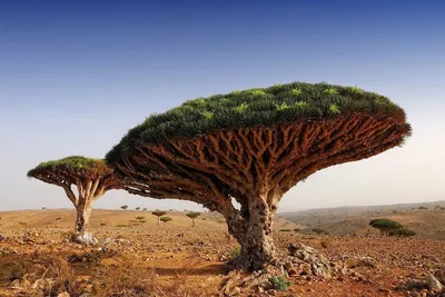 Фото растений пустыни в HD качестве