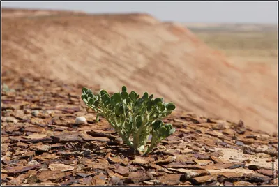 Фотографии растений пустыни: уникальные кадры природы