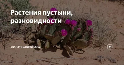Фотографии растений пустыни в 4K разрешении
