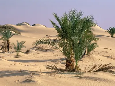 Фотографии растений пустыни в Full HD