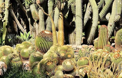 Изображения растений пустыни на 2024 год