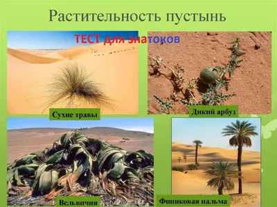 Фотки растений пустыни для скачивания