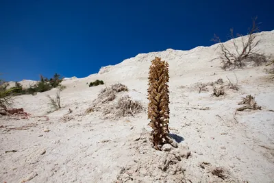 HD фото растений пустыни для скачивания