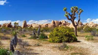 Full HD картинки растений пустыни