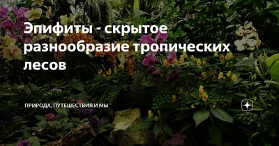 Скачать бесплатно фото пустынных растений