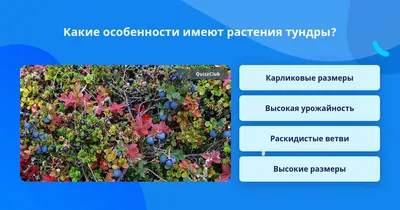 Растения тундры: уникальные изображения для вашего творчества