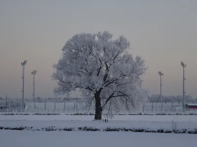 HD фото растущего дерева для скачивания