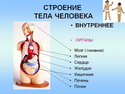 Фотоанатомия человека: выбирайте изображение в вашем формате
