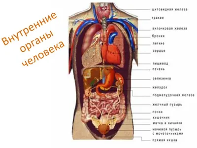 Размеры на выбор: уникальные фотографии внутренних органов