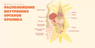 Размеры и форматы: уникальные фотографии внутренних человеческих органов