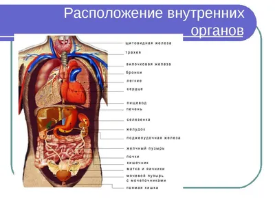 Интерактивные изображения внутренних органов: JPG, PNG, WebP на выбор