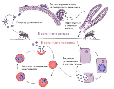 Создайте свою уникальную картину размножения человека