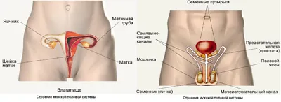 Оформите свою коллекцию: Фотографии размножения