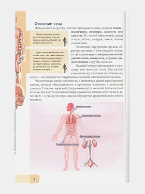 Создайте свою историю: Изображения размножения человека