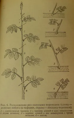 Фотография размножения роз черенкованием