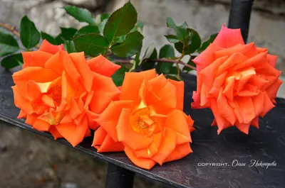 Фотка черенкования роз в формате png