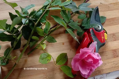 Изображение черенкования роз в формате webp
