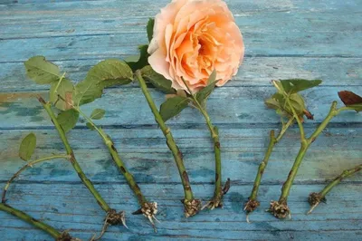 Изображение размножения роз черенкованием в формате jpg