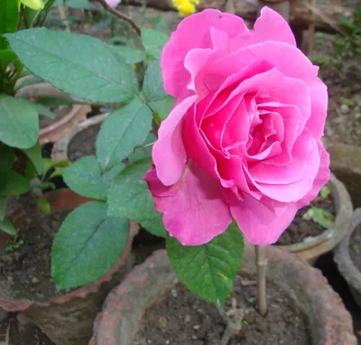 Фото черенкования роз в формате jpg
