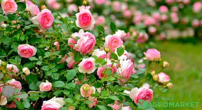 Фотография черенкования роз в формате png
