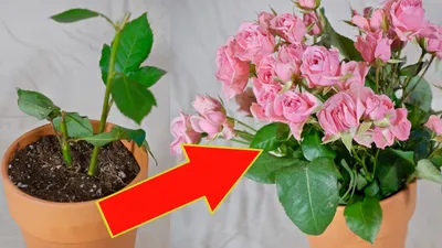 Изображение размножения роз черенкованием