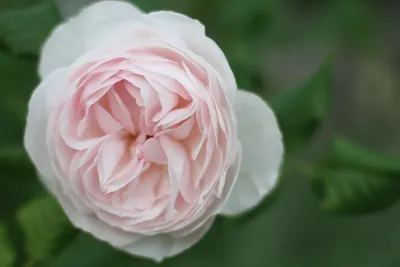 Фото размножения роз черенкованием