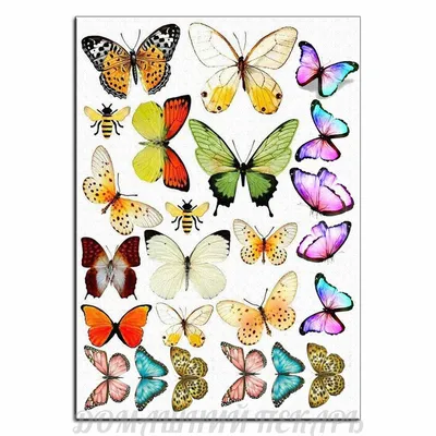 Искусство природы: разноцветные бабочки в объективе