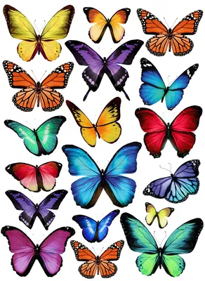 Яркие краски природы на фото бабочек