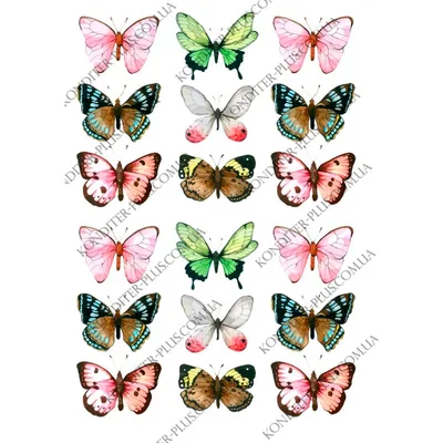 Макрофотографии разноцветных бабочек, которые оживают