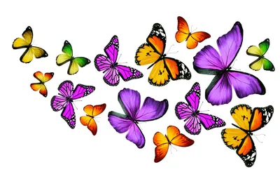 Уникальные фотографии разноцветных бабочек, поднявшихся в небо