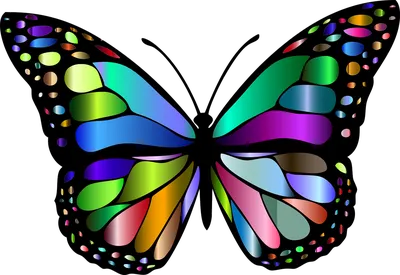 Разноцветные бабочки  фото