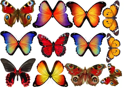 Очарование природных красок: разноцветные бабочки на фото