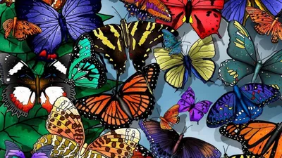 Коллекция удивительных фото разноцветных бабочек
