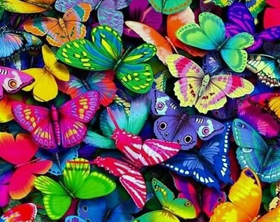 Фото разнообразных разноцветных бабочек: вдохновение для всех