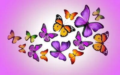 Разноцветные бабочки фотографии