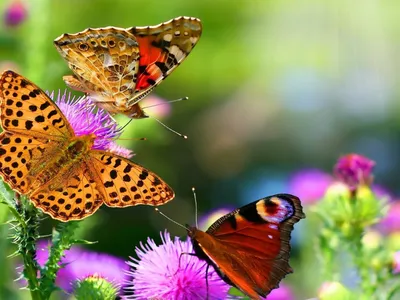 Колоритные существа природы: фото разноцветных бабочек