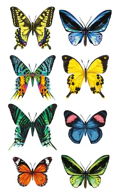 Уникальные разноцветные бабочки