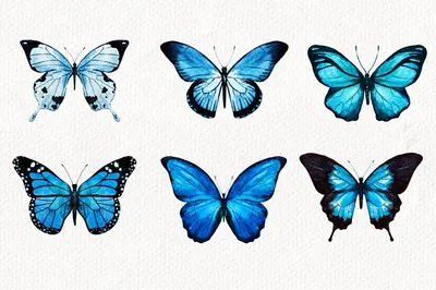 Загадочные создания природы: фото разноцветных бабочек