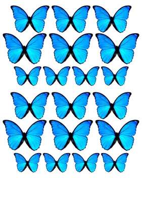 Рамки для фантазии: фото разноцветных бабочек