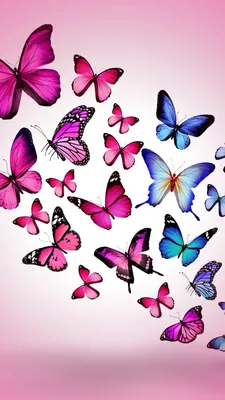 Красивейшие разноцветные бабочки на фотографиях
