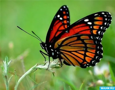 Фотографии разноцветных бабочек: природное чудо